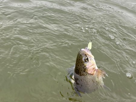 かめプー爆釣　エリアトラウト