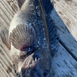 釣堀海恵での釣果