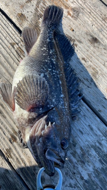 釣堀海恵での釣果