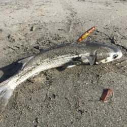 ボウズとサーフとボラ