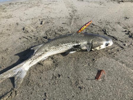 ボウズとサーフとボラ