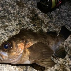 風対策にフロート2個付けメバリングにゃ