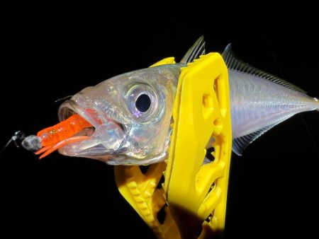 鯵を探して三千里Vel.28