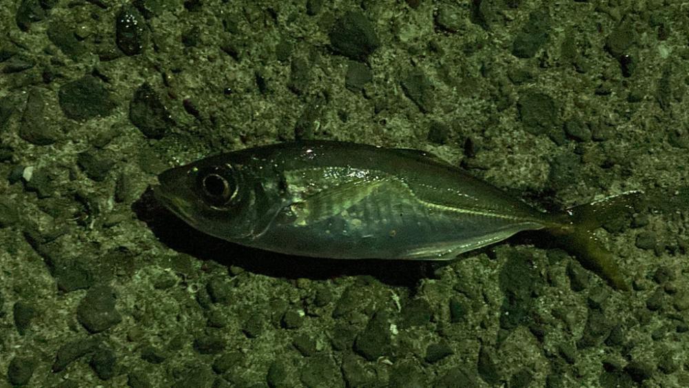 ライトゲームin呼子