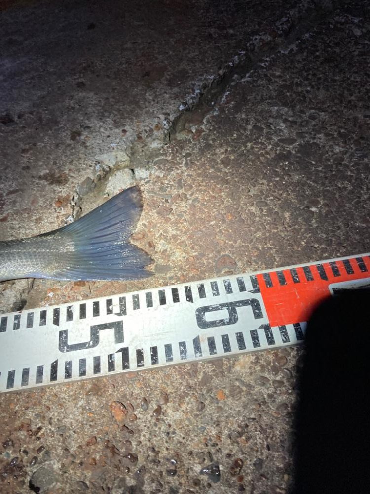 久しぶりの50オーバー