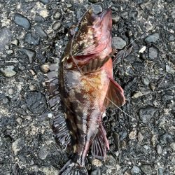 高知やっぱりすげー