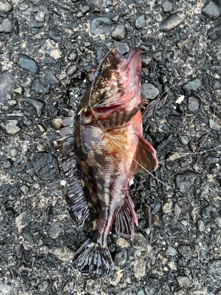 高知やっぱりすげー