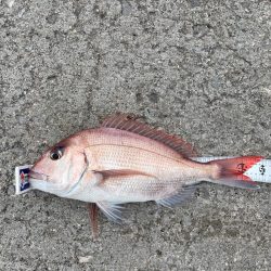 津久見でクロ釣りのはずが😅