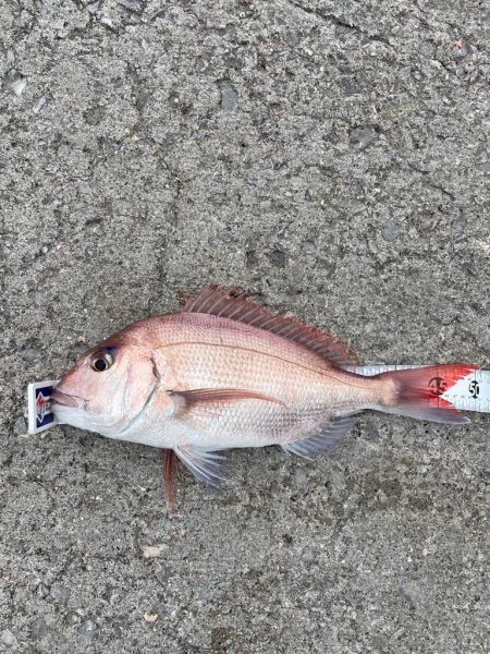 津久見でクロ釣りのはずが😅