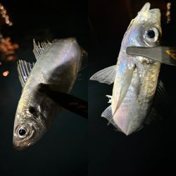 ボートアジング