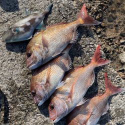 津久見で感グレ釣り⁉️