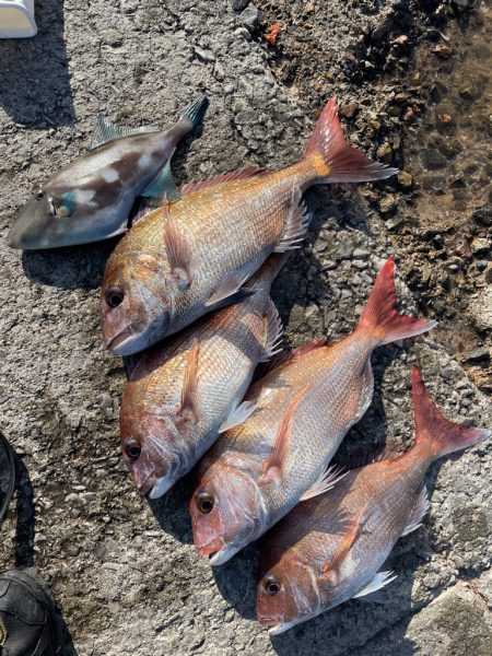 津久見で感グレ釣り⁉️