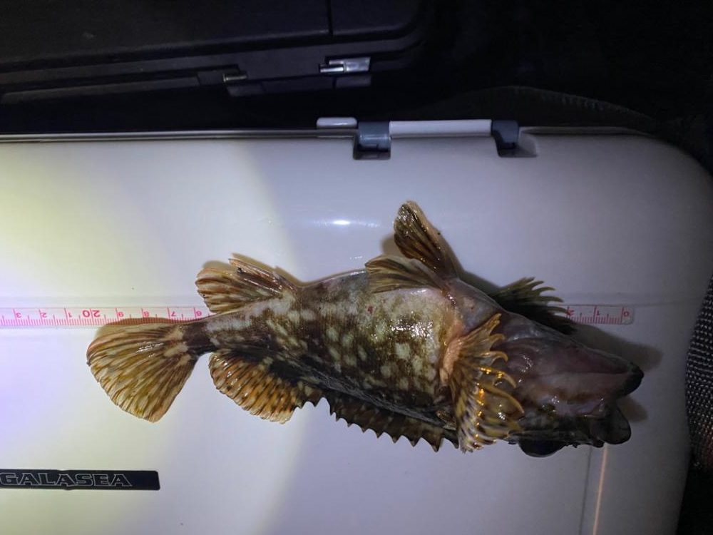 極寒期メバリング②