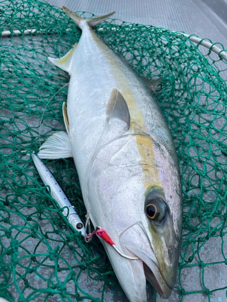 ヒラマサジギング