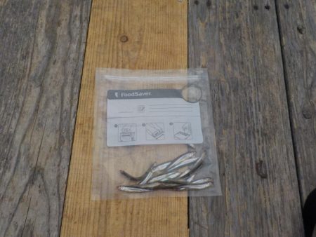 ワカサギ今シーズン最終戦