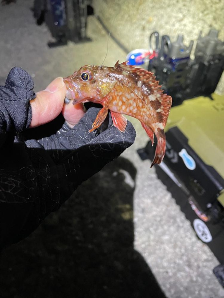 楽しいアジング