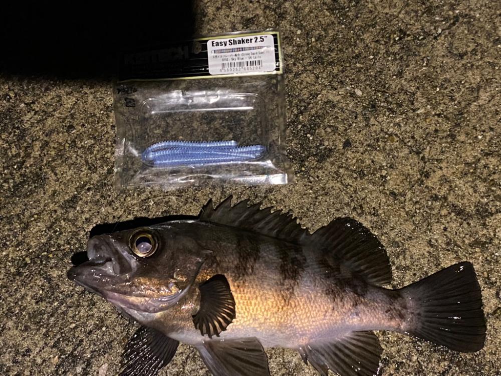 淡路メバリング