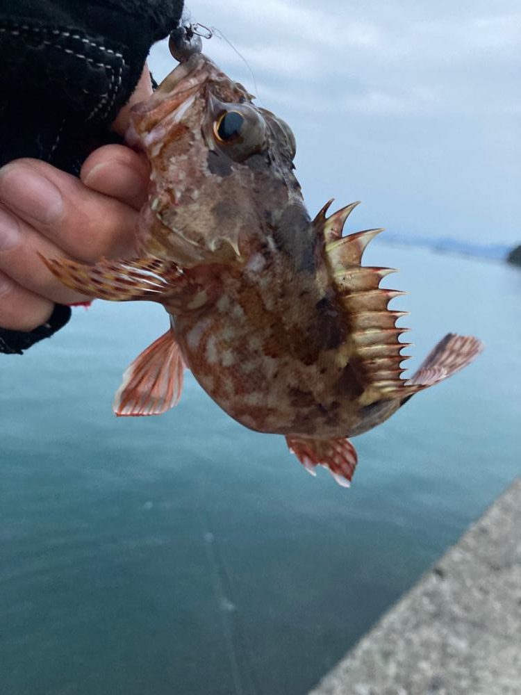 ロックフィッシュゲーム