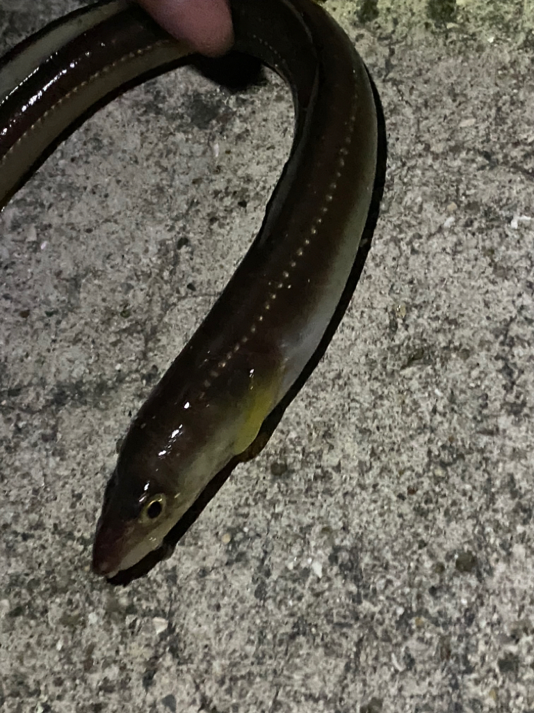 今シーズン初メバルへ