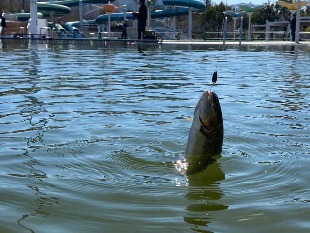 かめプー　春です。　エリアトラウト