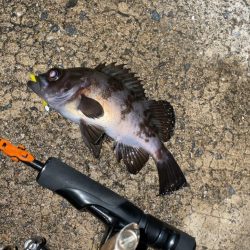 雨のちメバリング♪