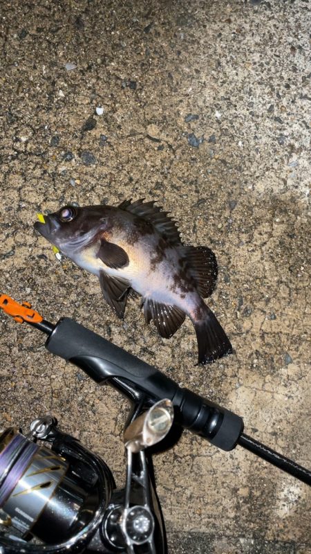 雨のちメバリング♪