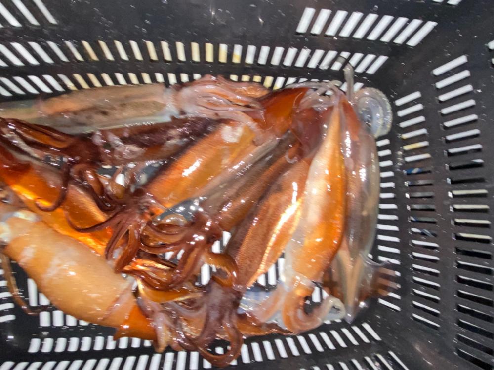 冬のイカメタル