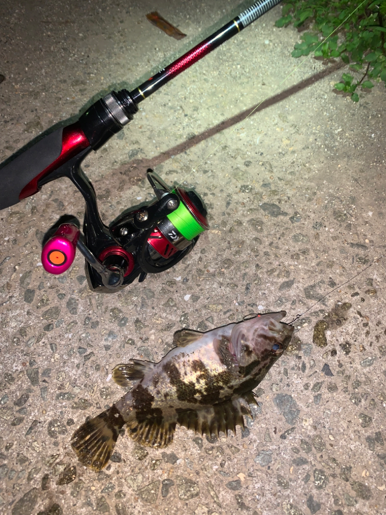 タケノコメバル②