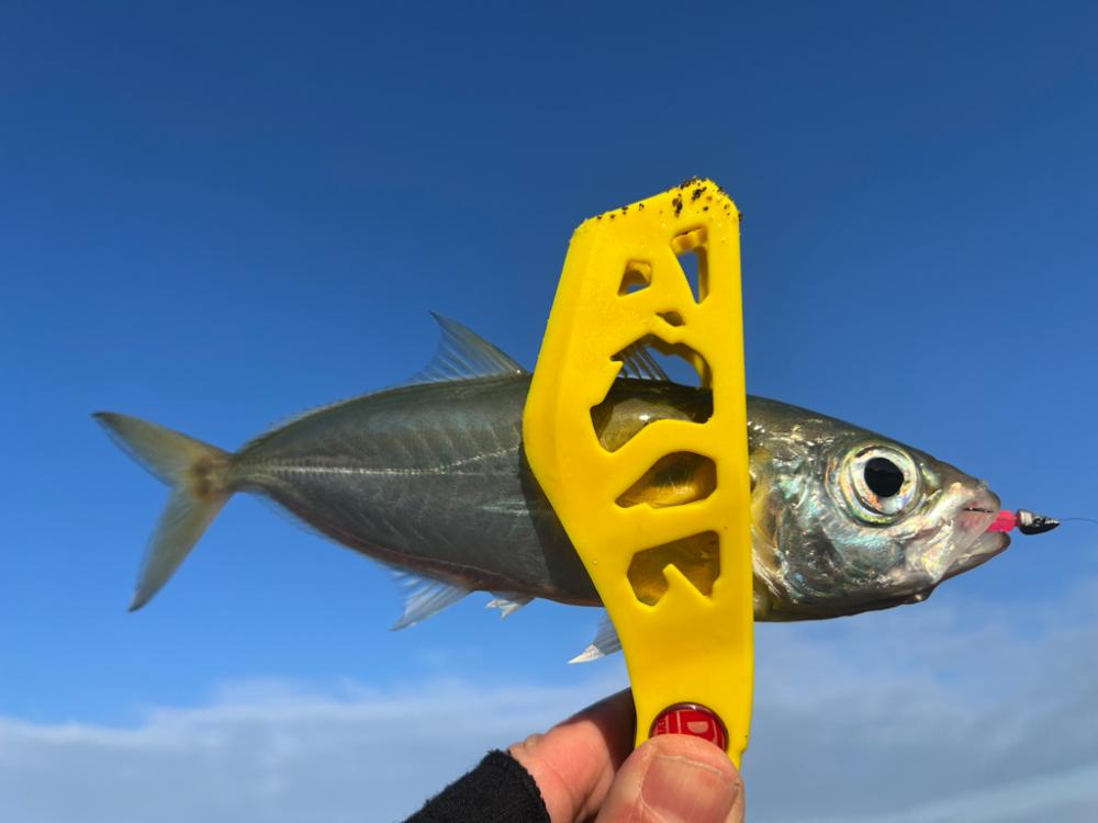 鯵を探して三千里 Vol.32