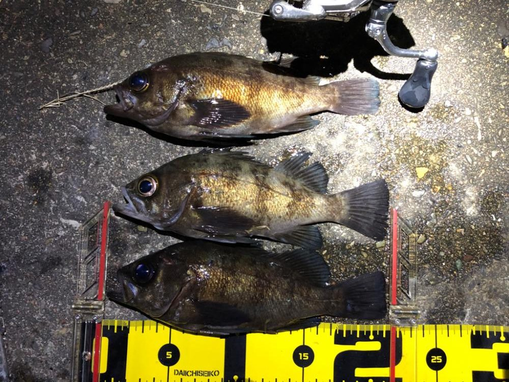 メバリングマラソン