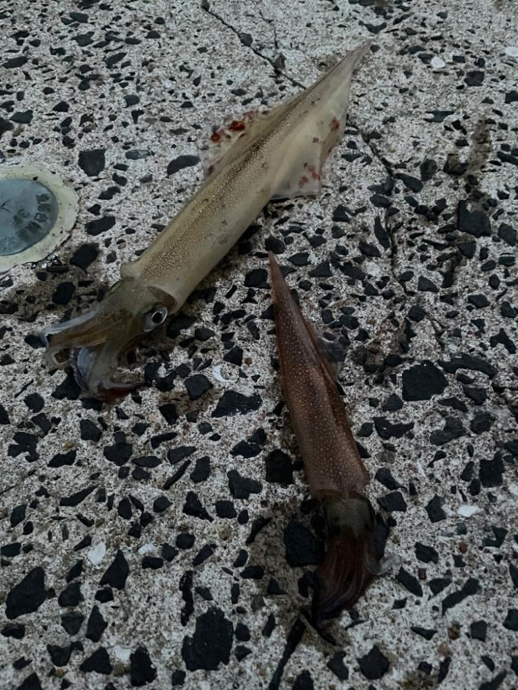 夕まずめチャレンジ(  •̀ •́ )୨⚑︎゛