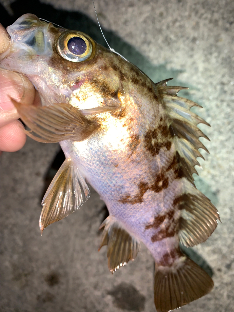 メバル12＋タケノコメバル①