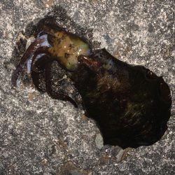 アオリイカ釣り