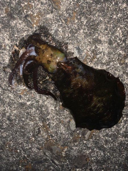 アオリイカ釣り