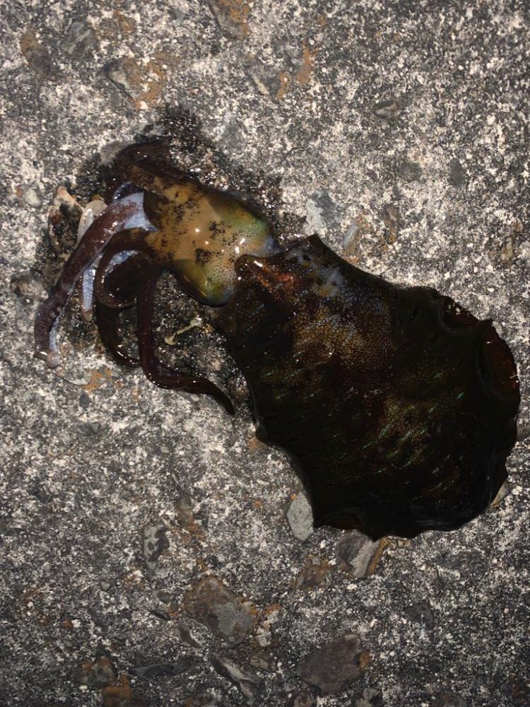 アオリイカ釣り