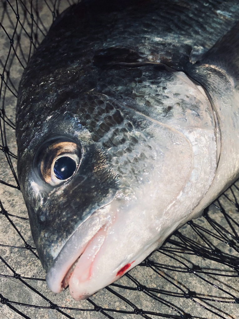 ヘチってきました