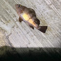 ノリでメバリング