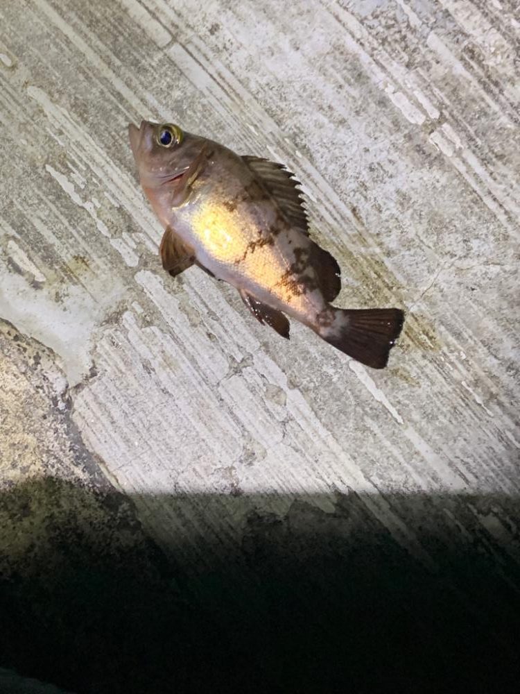 ノリでメバリング