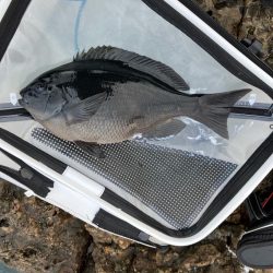 寒グレ ラストスパート