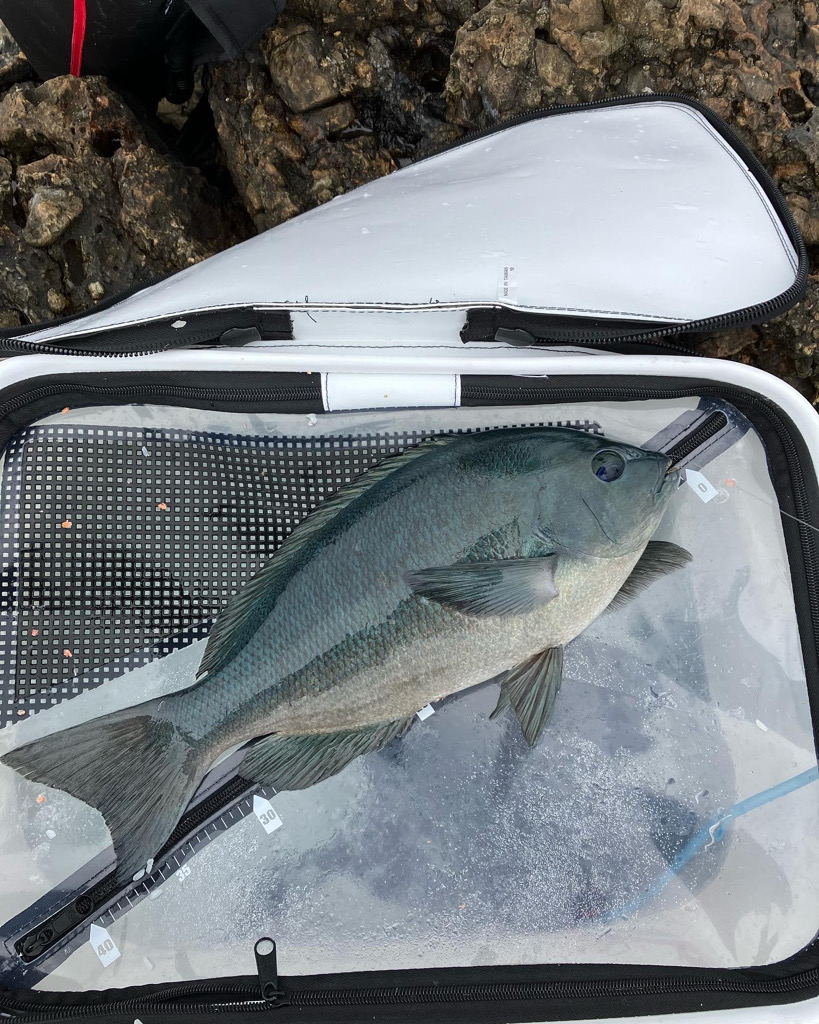 寒グレ　フカセ釣り