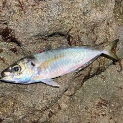 ヤリイカ釣りのはずが激渋アジングのみでした