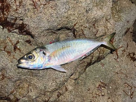 ヤリイカ釣りのはずが激渋アジングのみでした