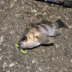 リグデザインのリブリブでメバリング｜姫路でフィールドモニター釣行