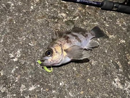 リグデザインのリブリブでメバリング｜姫路でフィールドモニター釣行