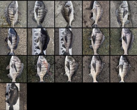 イチノ兄弟（兄）釣果！