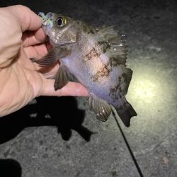 寒くても釣れましたよ