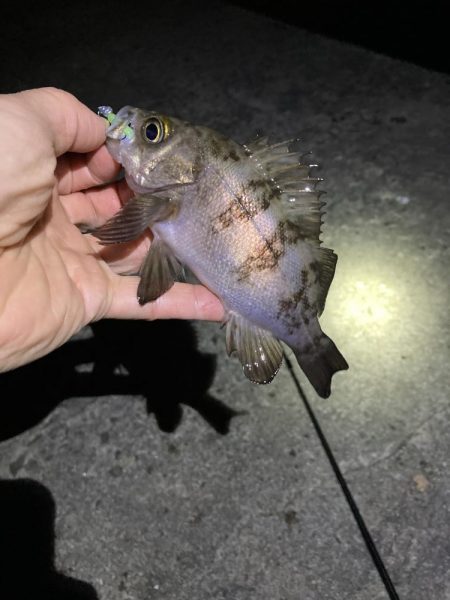 寒くても釣れましたよ