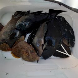 方座浦でグレ釣り