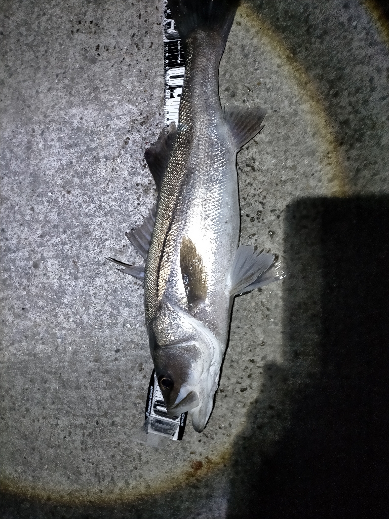 シーバス70cmオーバー