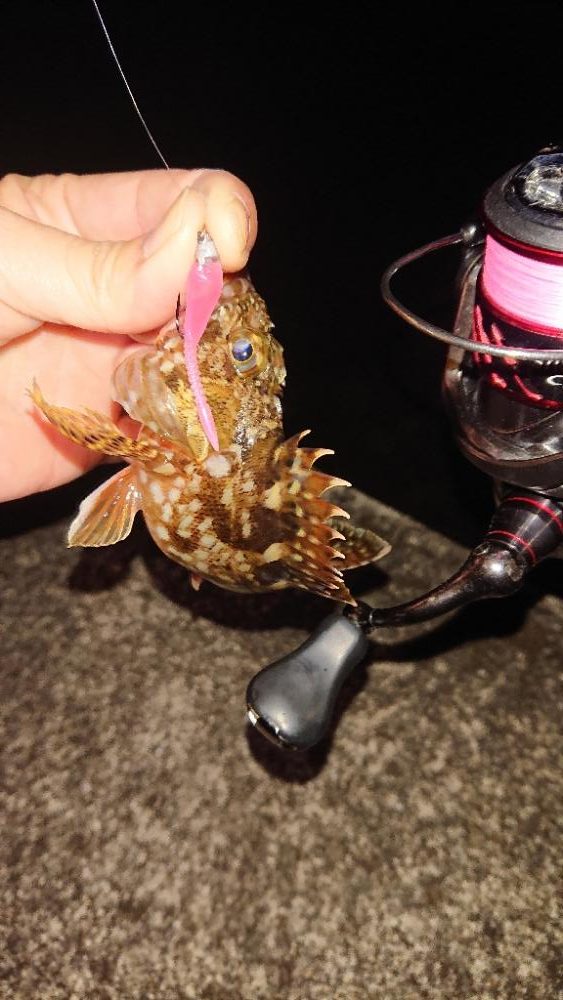 久しぶりのガシラちゃん